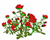 NCA Rosas rojas-Red Rose