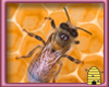 Honey Bee Honey