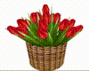 Basket  Red Tulips