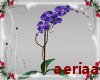 Orchid plant purple