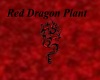 [RD] Red Dragon Fern