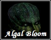 Algal Bloom Skin Head