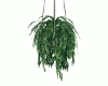 Hanging Ivy in Wh Wicker