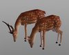Deers Animated