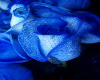 blue rose boquet