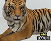 TIG &acirc;�&cent;