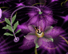 (NEWA)Purple Flower Bed