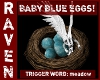 BABY BLUE EGGS & NEST!