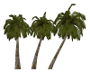 Palm Trees by Three...