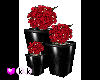 (KK) Roses