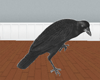 [Filler]Dark Birds