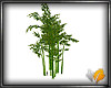 (ED1)bamboo