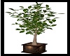 plant 4