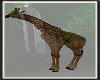 safari Giraf