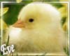 ♣ Baby Chick