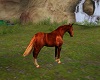 Horse whit poses