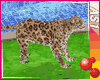 ! Leopard’s  Hug