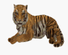 Bengal Tiger Pet+Sound