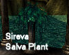 Sireva Salva  Plant 