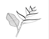 plant on the skin