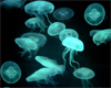 [T;] Dangerous Jellyfish