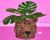 Plant Leopard ♡