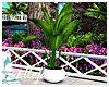 Paradise Basket Plant