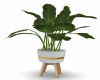 Indoor/Outdoor Plant
