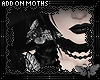 M|Moths