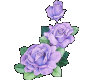 Blue Boy Roses