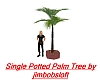 Single Potted Palm Tree