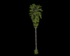 [Der] Palm Tree