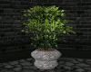 ! Gothic Tree Plant.