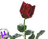 single blood red rose