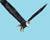 Fly On An Eagle