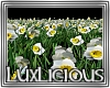 [LD] DJ Daffodil Flowers