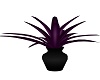 plant purple