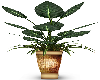 {GSE} Plant2