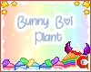 |Devil| Bunny boi plant