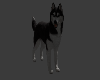 Siberian Husky