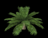 Tropic Small Palm