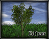 (ED1)Tree-25