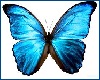 blue butterflies*