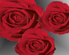*Red ethiopian rose