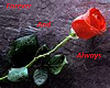 rose Forever N Always