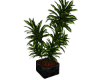 Plant home