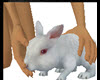 Touchable Bunny