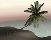 Palm Tree 5