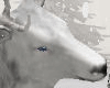 Winter ▲ Deer 8