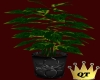 QT~Black Leaf Plant